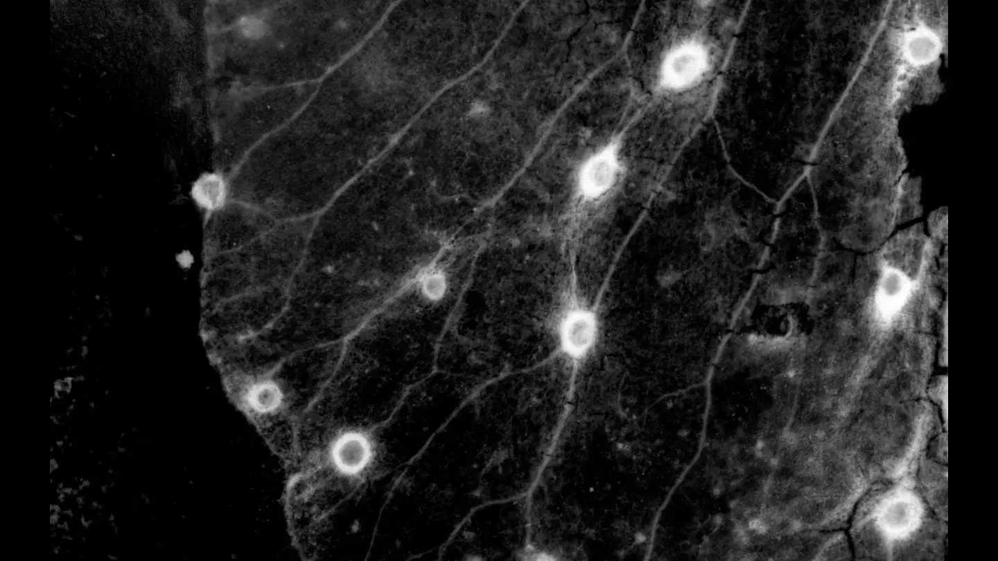 Chang Gyeong backdrop