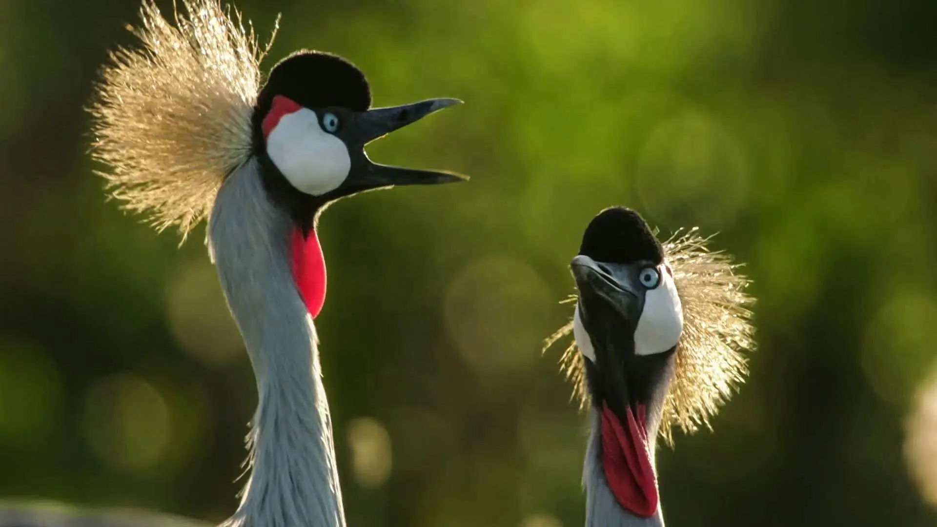 Secret Safari: Into the Wild backdrop
